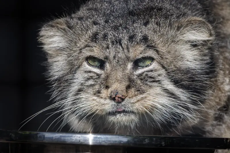 レニングラード動物園のスヴェンの写真