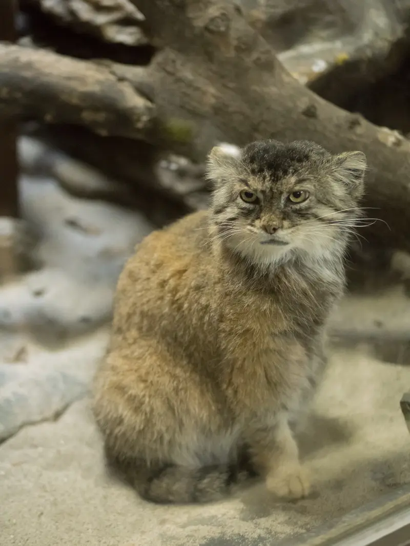 恩賜上野動物園のプリームラの写真
