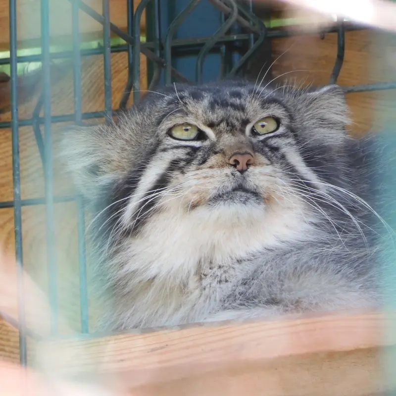 マヌルネコの写真