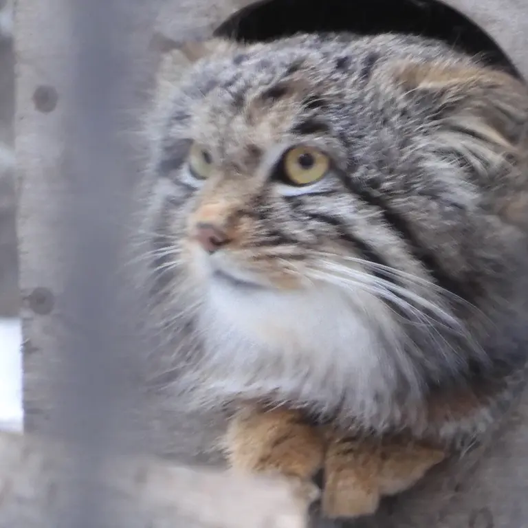 ノヴォシビルスク動物園のメンスの写真