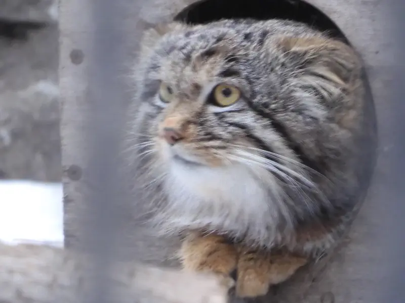 ノヴォシビルスク動物園のメンスの写真