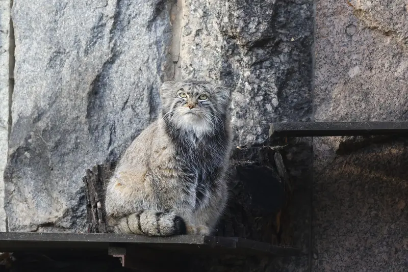モスクワ動物園のティモフェイの写真