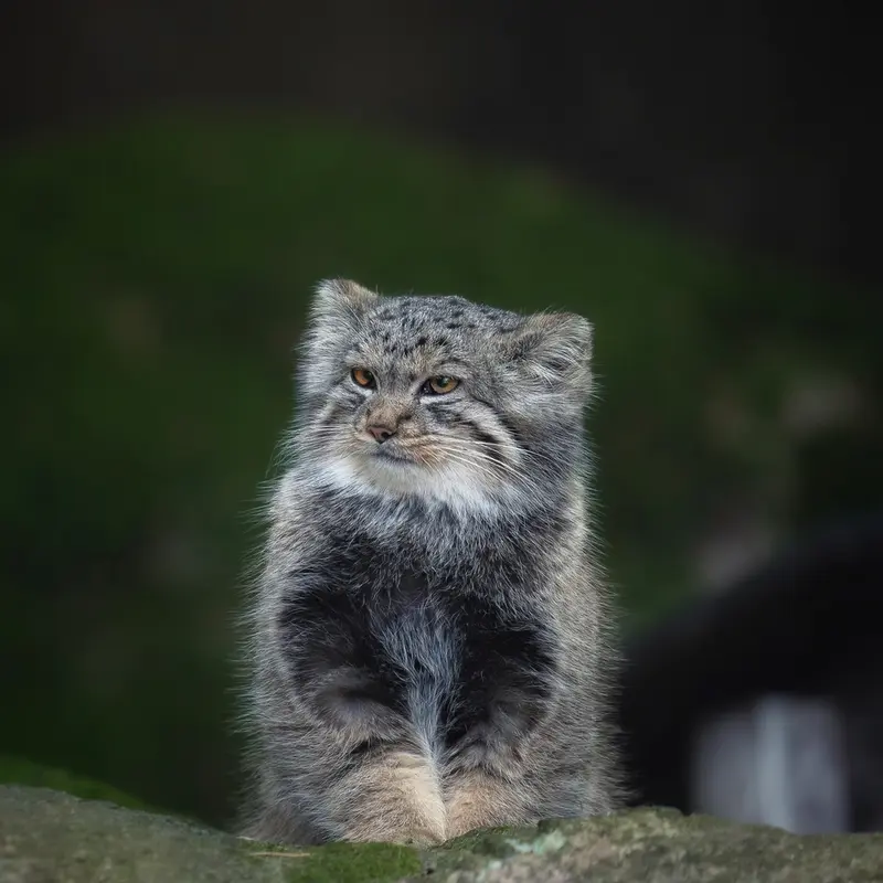 ノルデンス・アークのダッチェスの写真