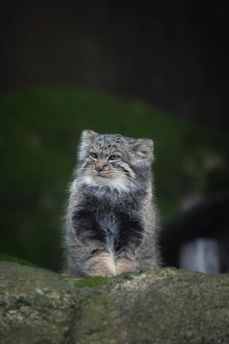 ノルデンス・アークのダッチェスの写真