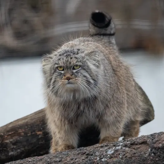 コルケアサーリ動物園のアルカスの写真