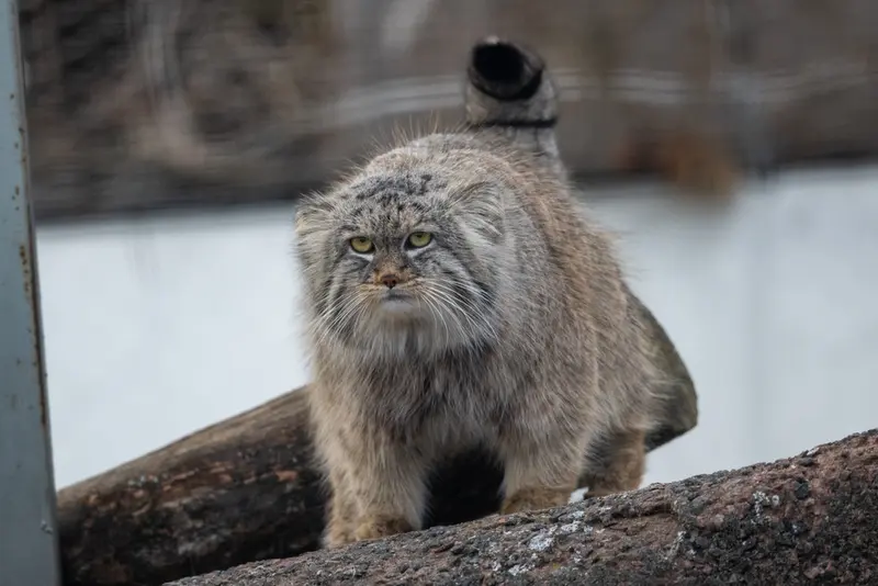 コルケアサーリ動物園のアルカスの写真