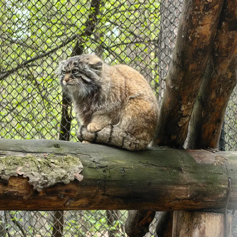 ノヴォシビルスク動物園のジョージの写真