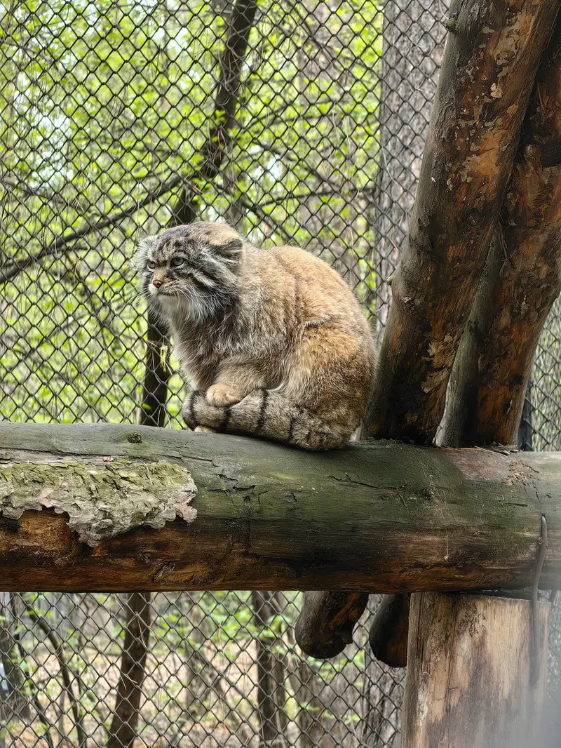 ノヴォシビルスク動物園のジョージの写真