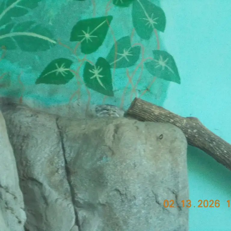 バーミンガム動物園のペルセウスの写真
