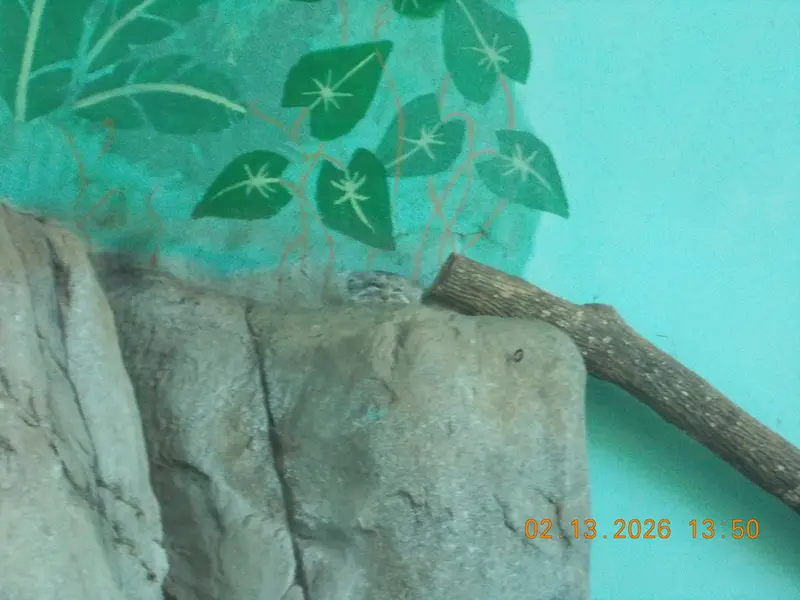 バーミンガム動物園のペルセウスの写真