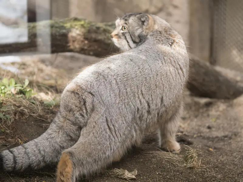 那須どうぶつ王国のナゴムの写真