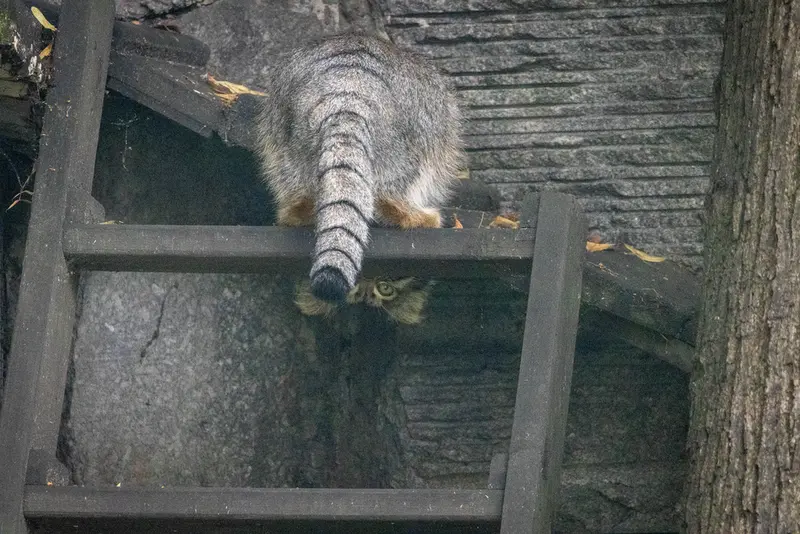 モスクワ動物園のティモフェイの写真