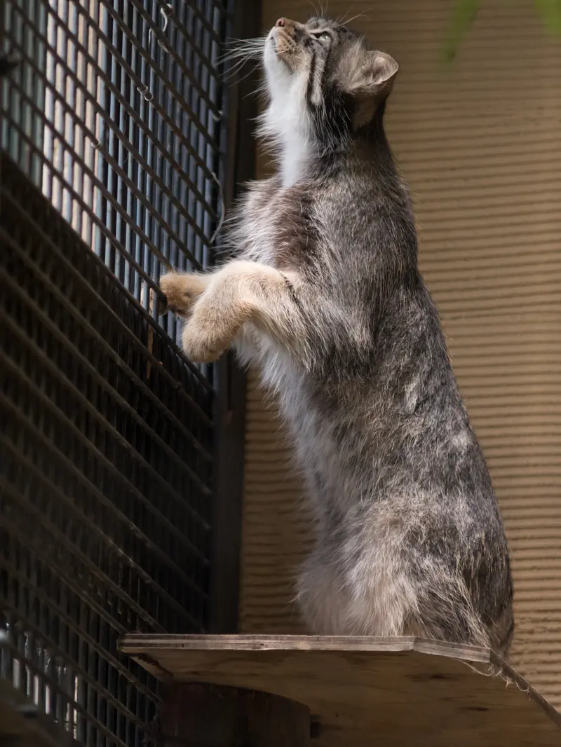 旭山動物園のヒデの写真