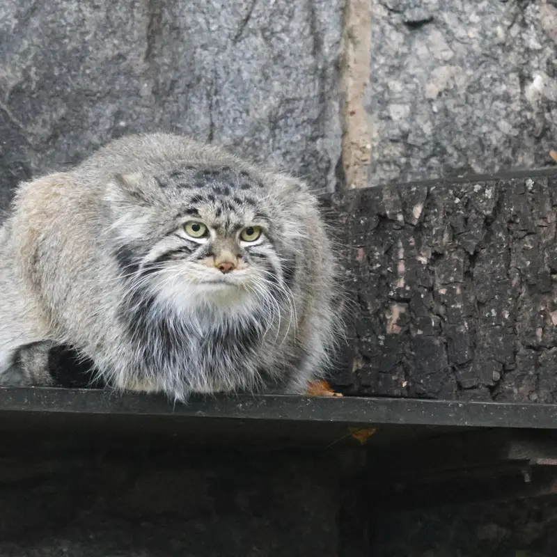 モスクワ動物園のティモフェイの写真