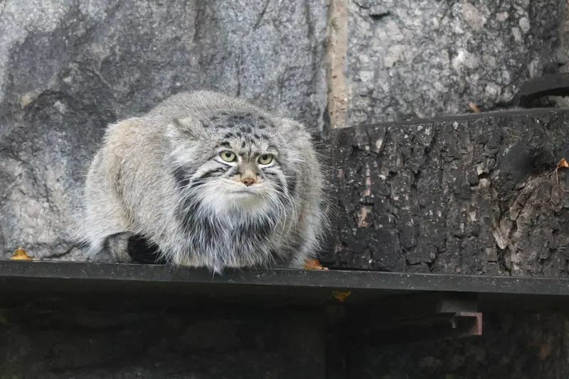 モスクワ動物園のティモフェイの写真