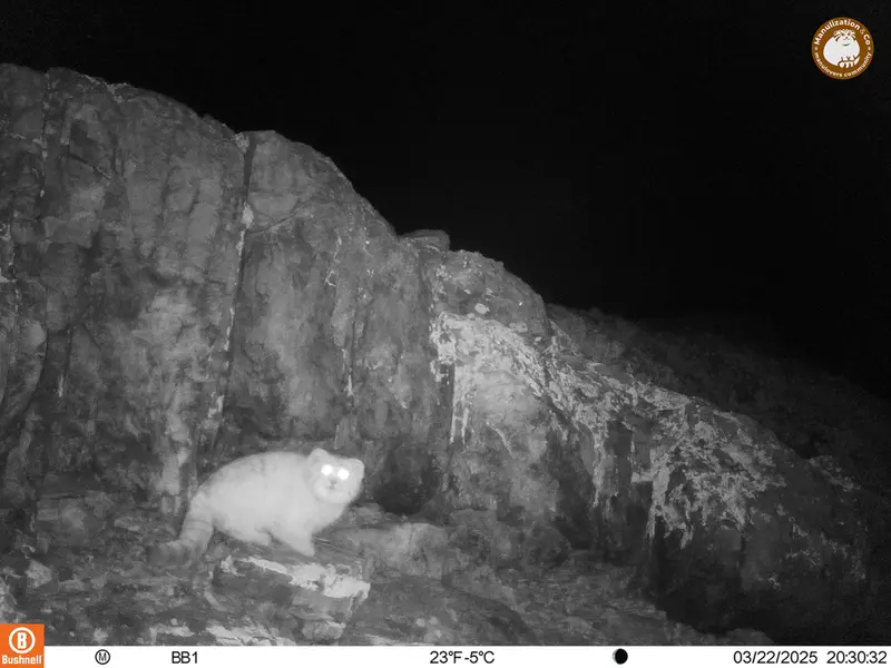 アクタス＝クンコラ［新］カメラトラップで撮影したOtocolobus manul manulの写真