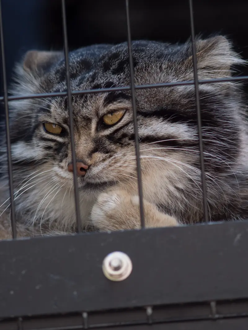 旭山動物園のグルーシャの写真