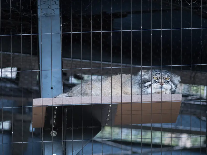 旭山動物園のグルーシャの写真