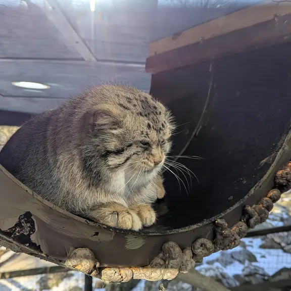ミル・マウンテン動物園のノルブの写真