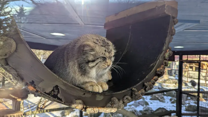 ミル・マウンテン動物園のノルブの写真