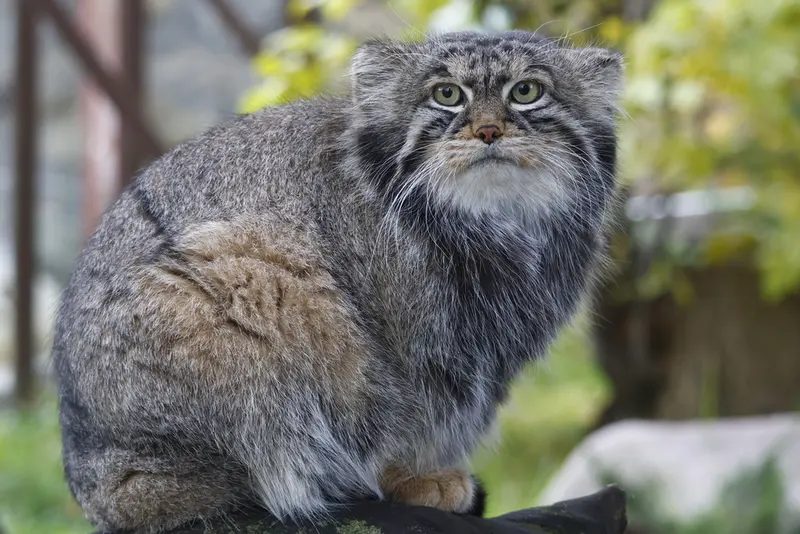 モスクワ動物園のティモフェイの写真
