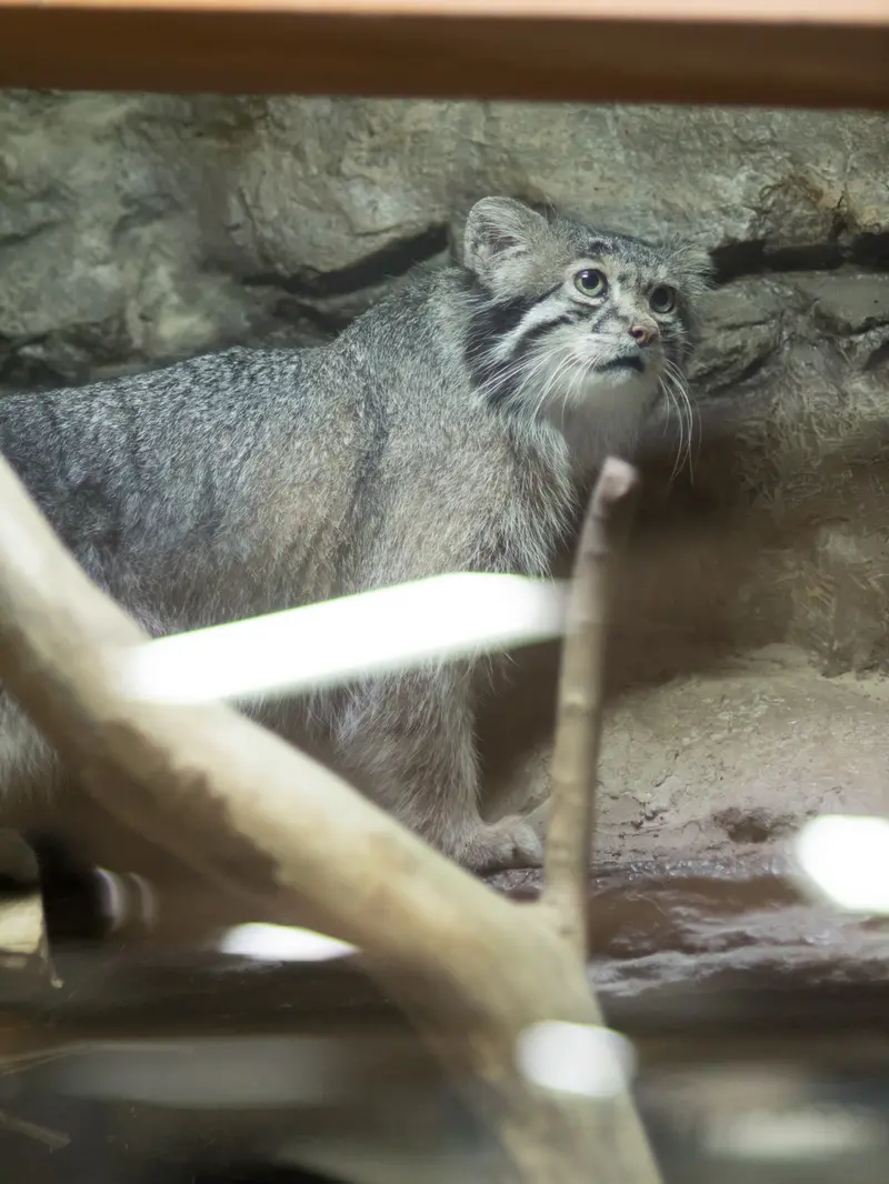 恩賜上野動物園のクリョンの写真