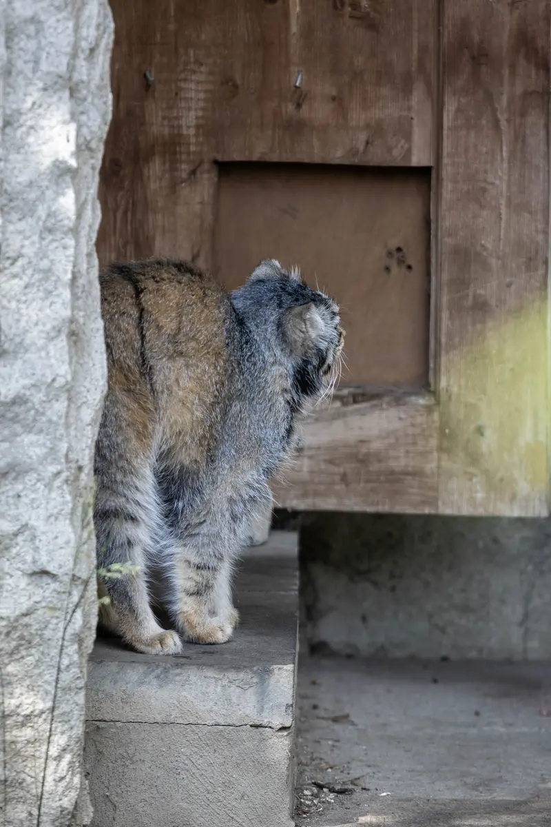 モスクワ動物園のティモフェイの写真
