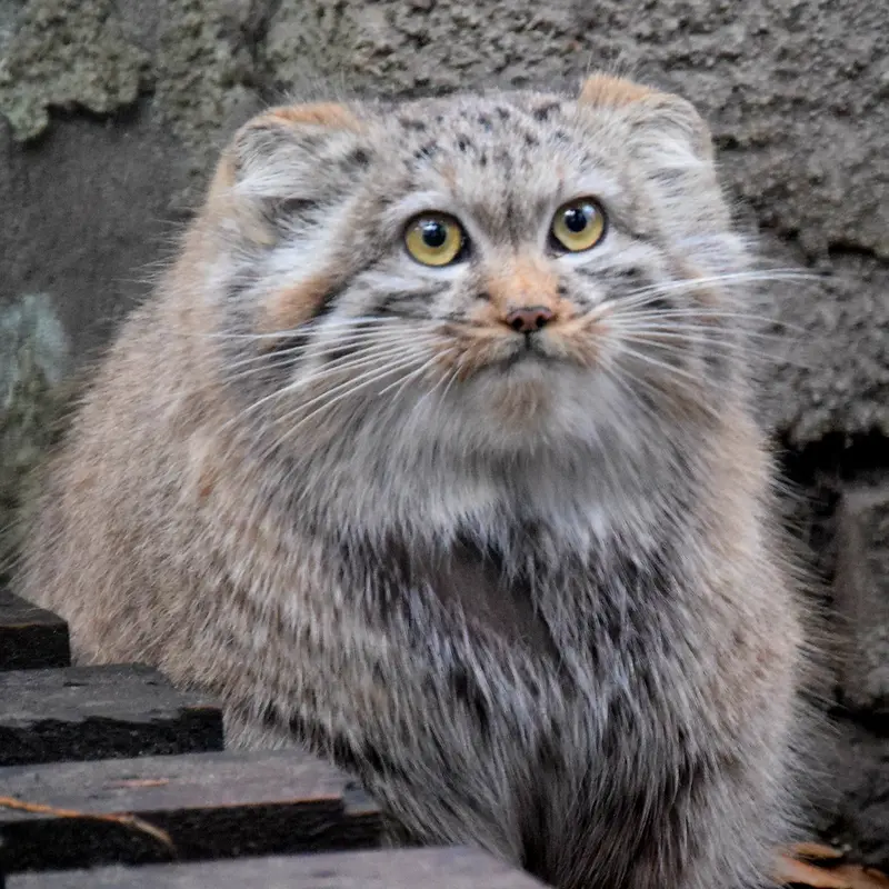ブダペスト動物園＆植物園のルーシーの写真