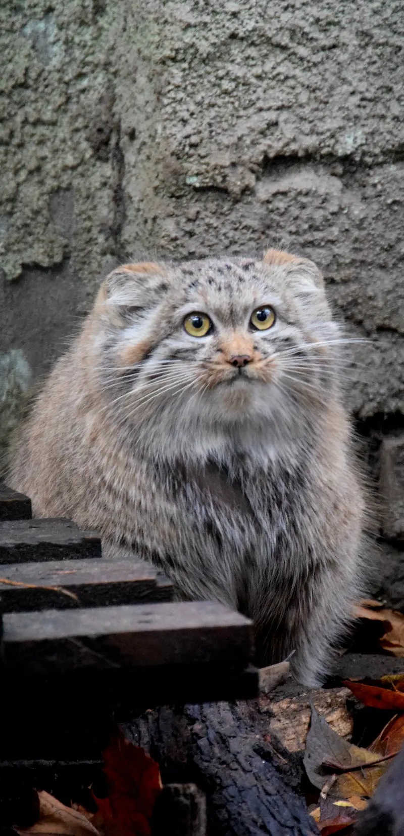 ブダペスト動物園＆植物園のルーシーの写真
