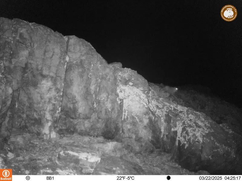 アクタス＝クンコラ［新］カメラトラップで撮影したOtocolobus manul manulの写真