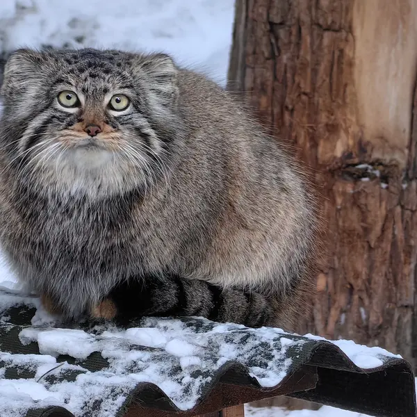 ノヴォシビルスク動物園のゾーシャの写真