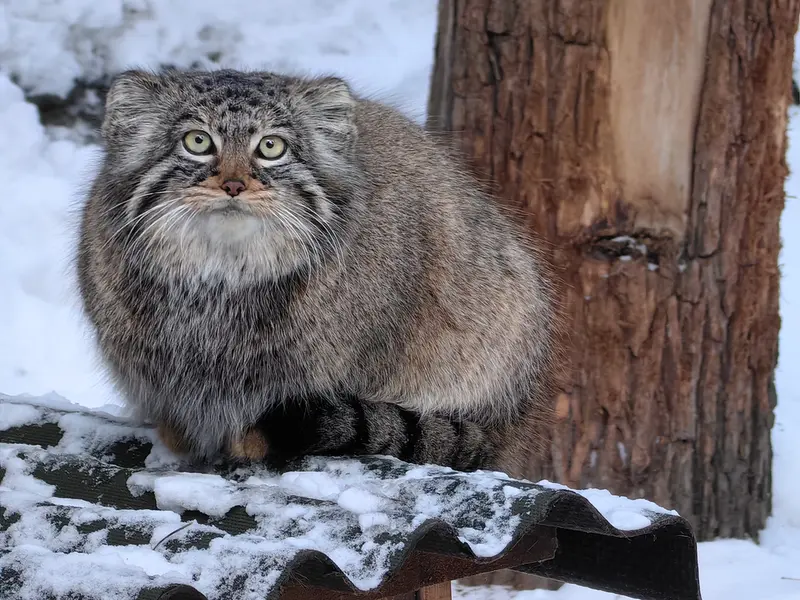 ノヴォシビルスク動物園のゾーシャの写真