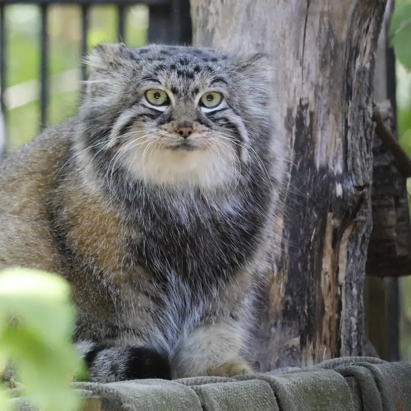 ノヴォシビルスク動物園のアーニャの写真