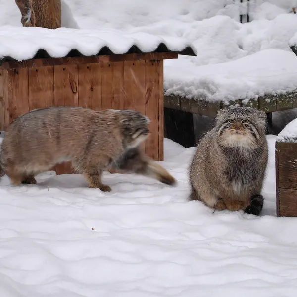 ノヴォシビルスク動物園のキムとスキフの写真