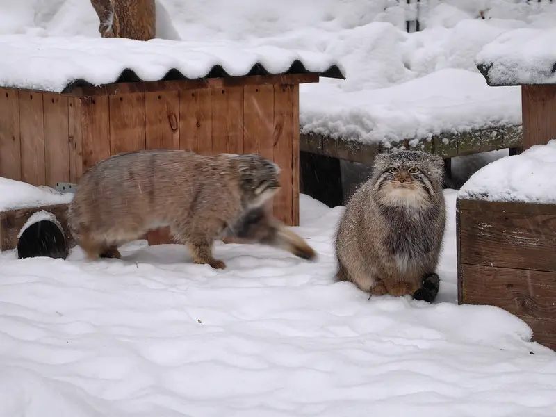 ノヴォシビルスク動物園のキムとスキフの写真