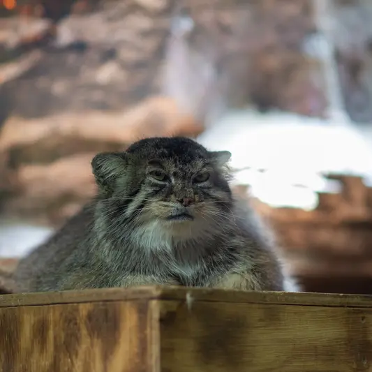 恩賜上野動物園のプリームラの写真