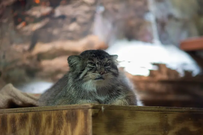 恩賜上野動物園のプリームラの写真
