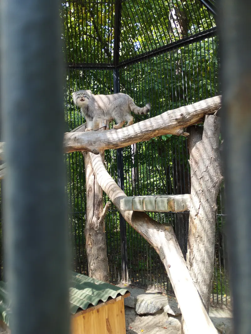 ノヴォシビルスク動物園のマヌルネコの写真