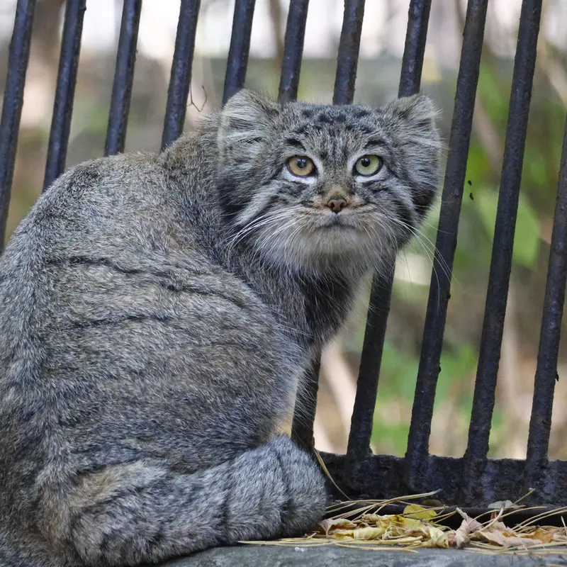 ノヴォシビルスク動物園のカトゥンの写真