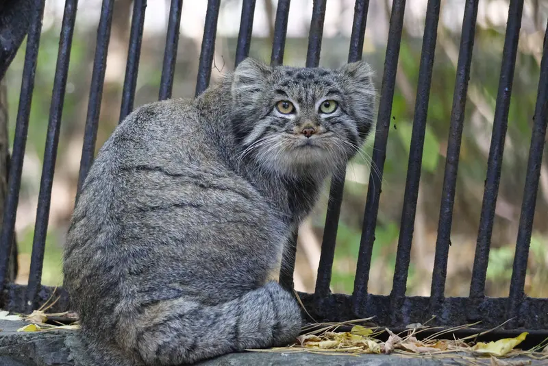 ノヴォシビルスク動物園のカトゥンの写真