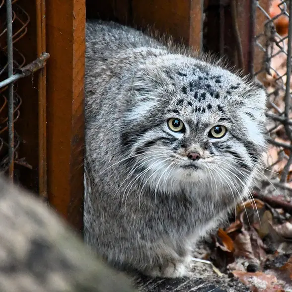 ポズナン新動物園のマゼランの写真