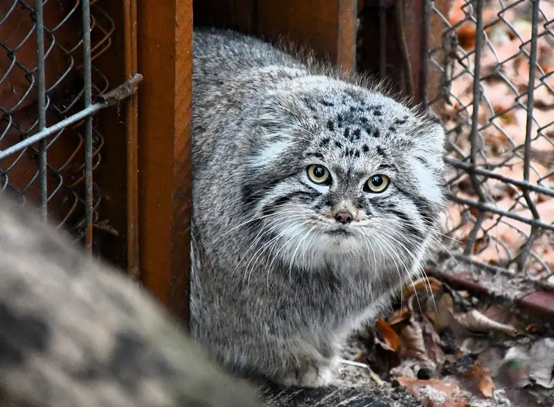 ポズナン新動物園のマゼランの写真