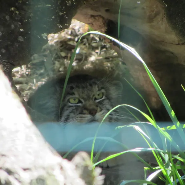 デッサウ動物園のマンニの写真