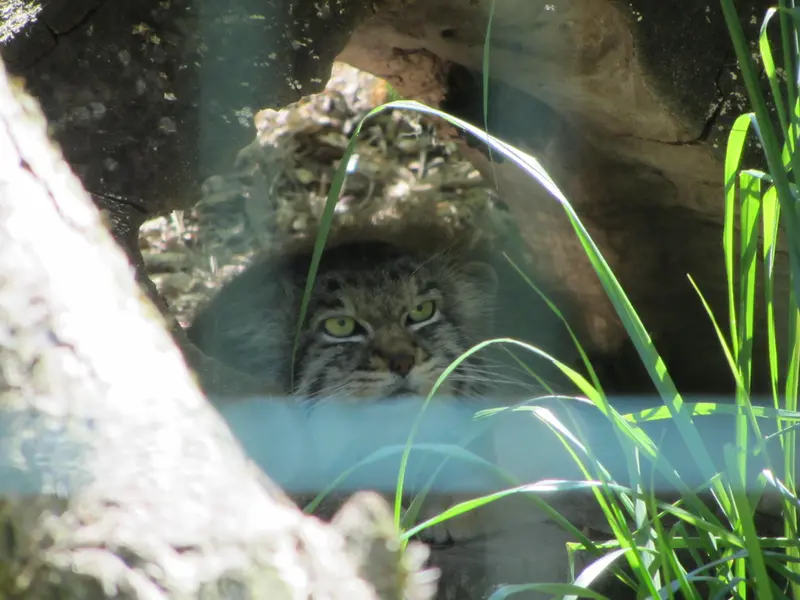 デッサウ動物園のマンニの写真