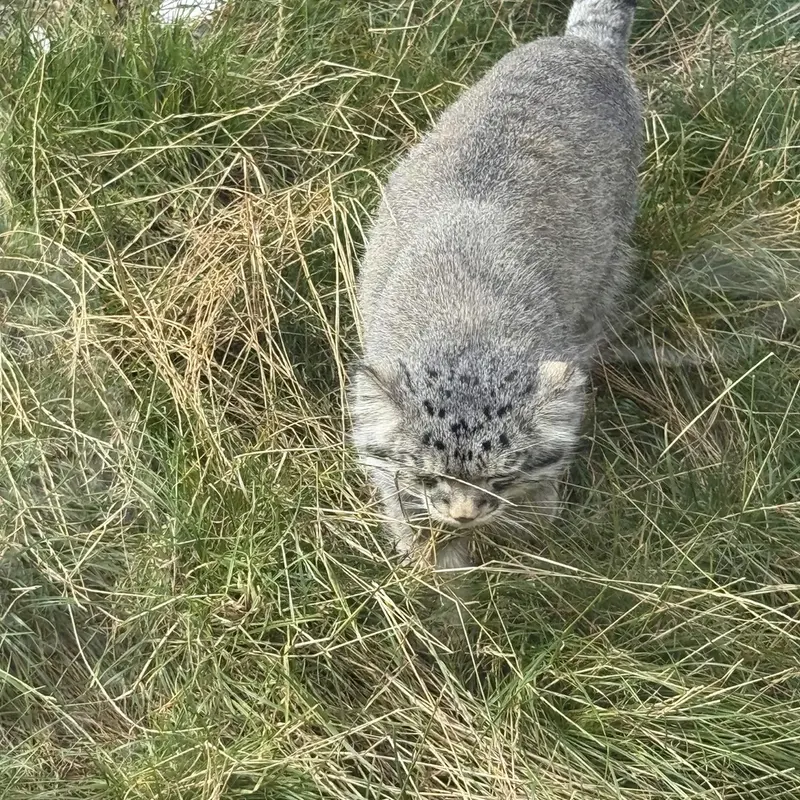 エディンバラ動物園のアキコの写真