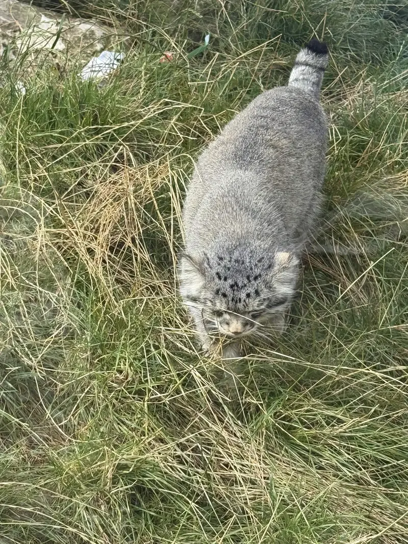 エディンバラ動物園のアキコの写真
