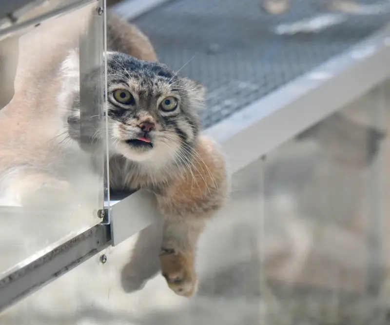 神戸どうぶつ王国のレフの写真