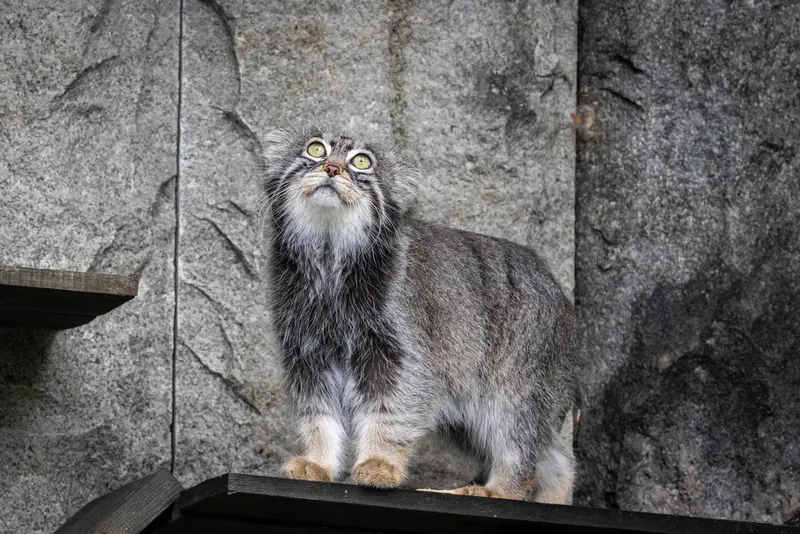 モスクワ動物園のティモフェイの写真