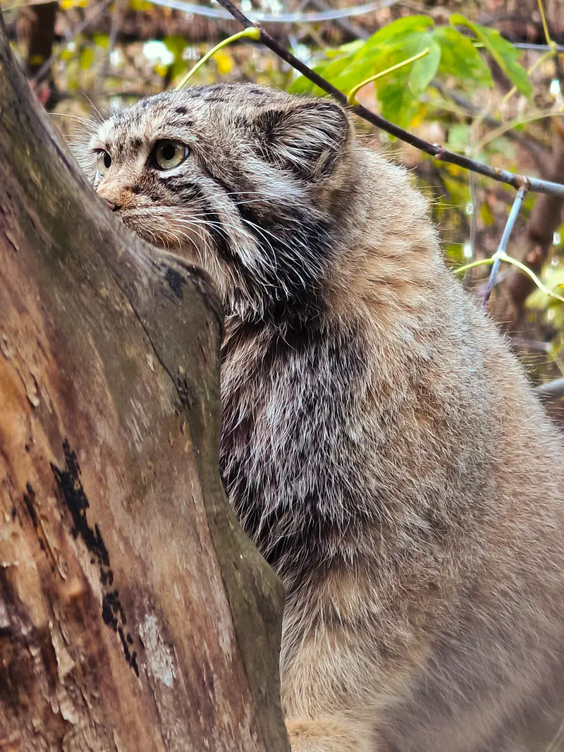 ノヴォシビルスク動物園のイヴの写真