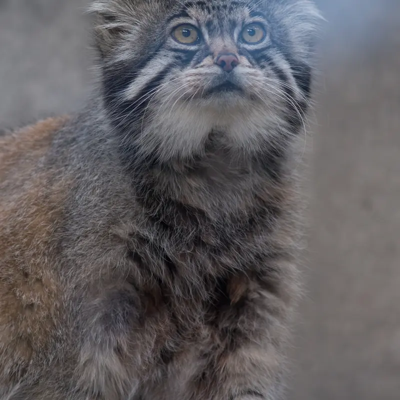 旭山動物園のグルーシャの写真
